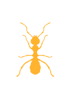 ant
