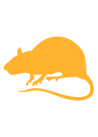 rodent