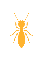 termite